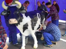 Simulátor dojenie krávy